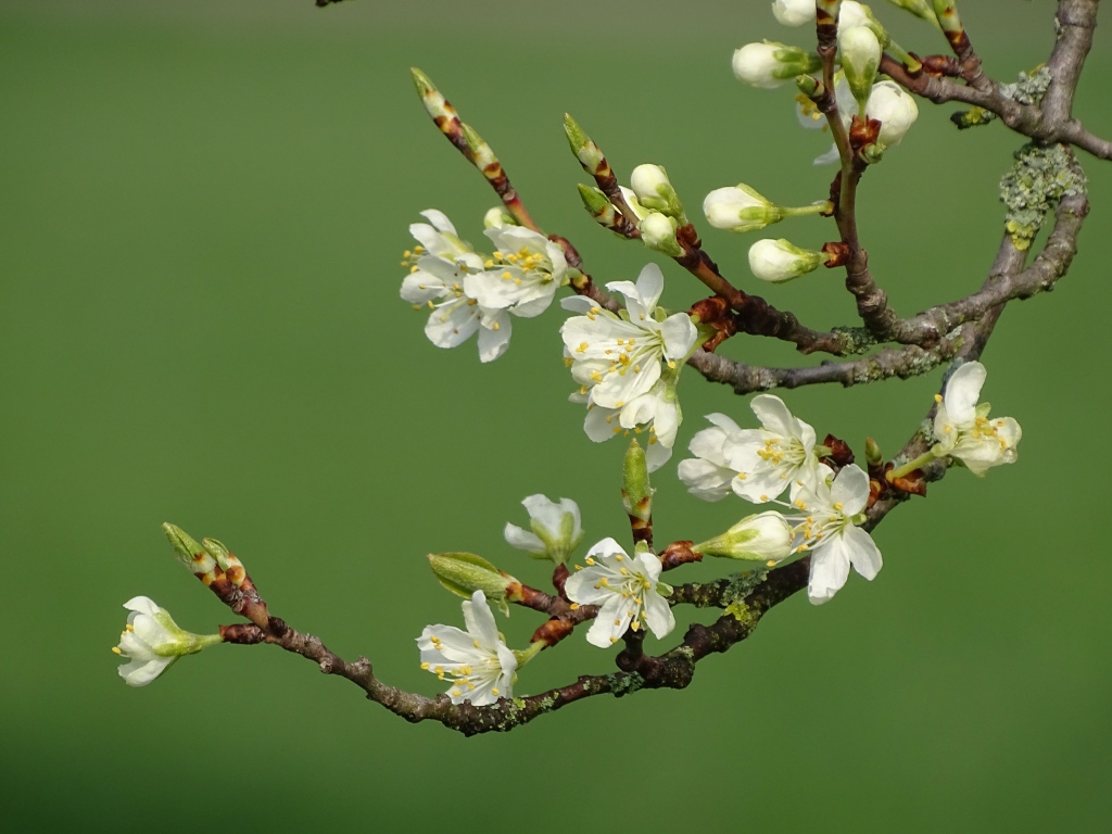 Цветы вишни распускаются весной