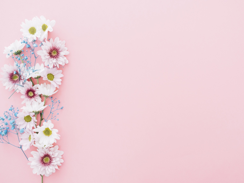 Цветы хризантемы на розовом фоне