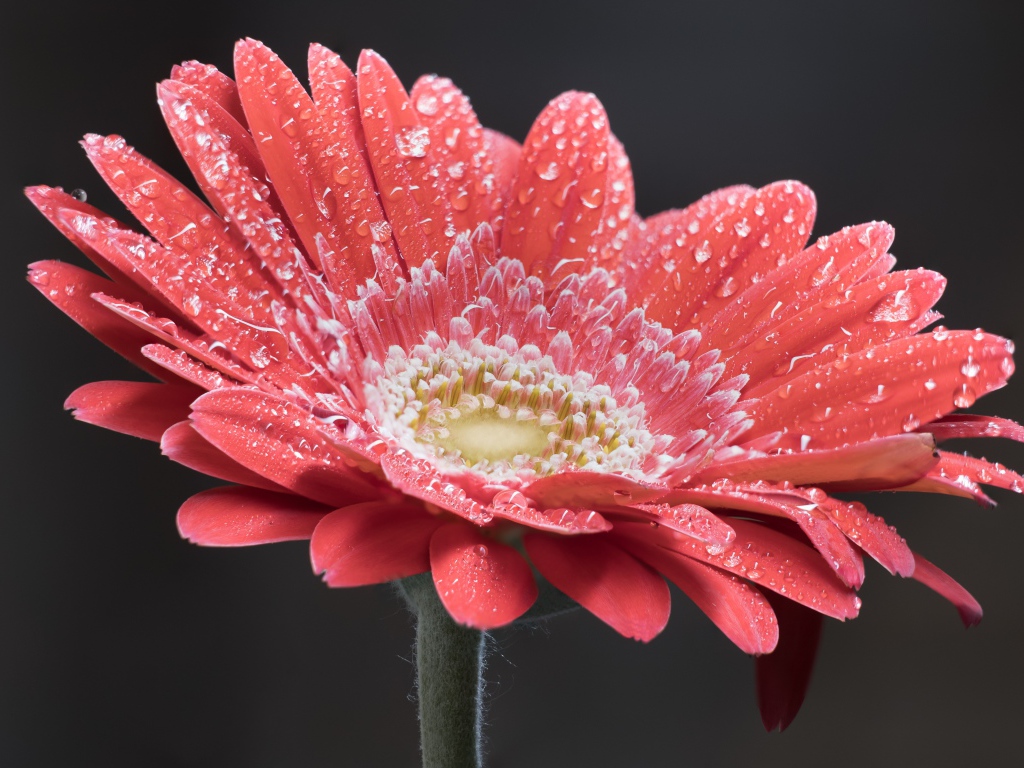 Нежный кремовый цветок герберы в каплях росы