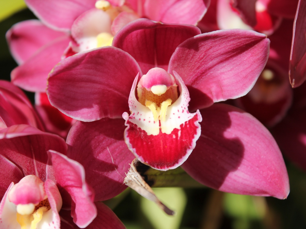 Нежный розовый цветок красивой орхидеи крупным планом