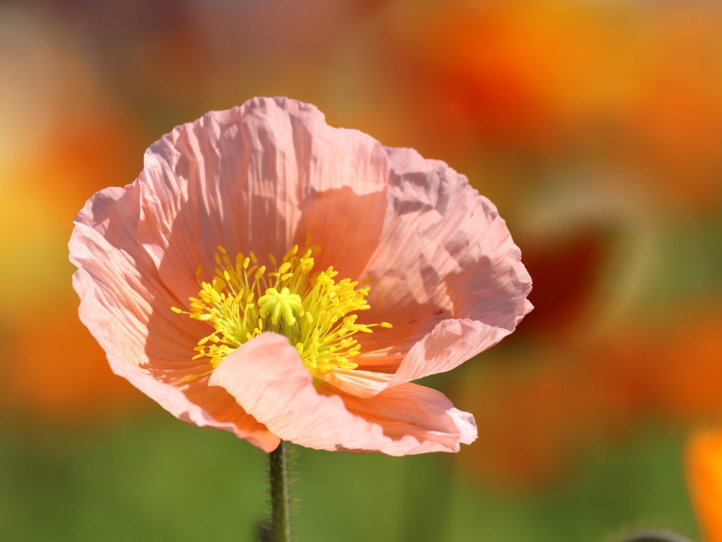 Нежный розовый цветок с желтой серединкой 