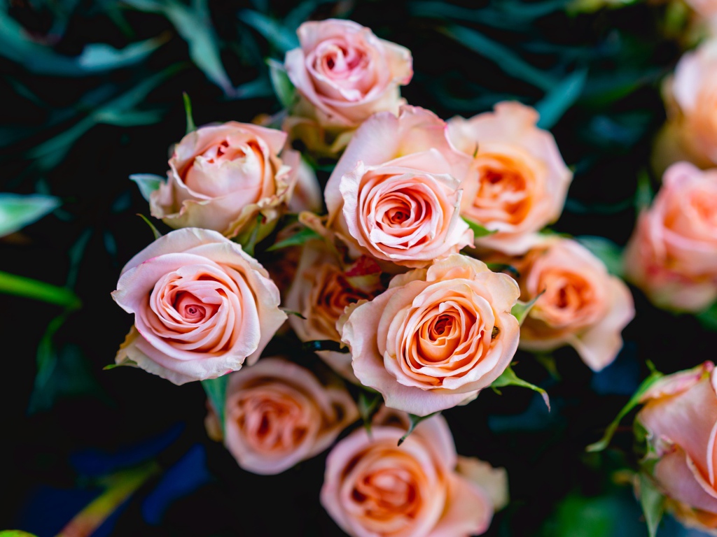 Нежные розовые розы крупным планом