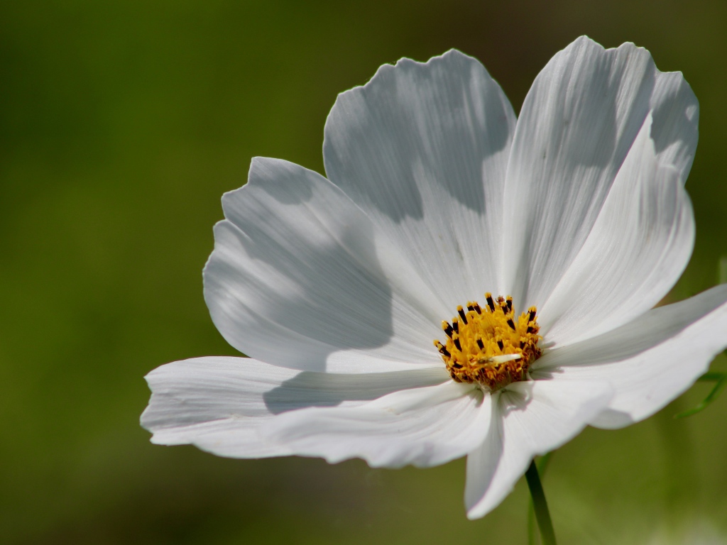 Нежные белые лепестки цветка космеи 