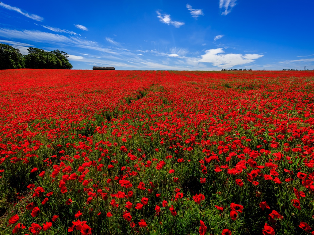 Поле красных маков под голубым небом летом