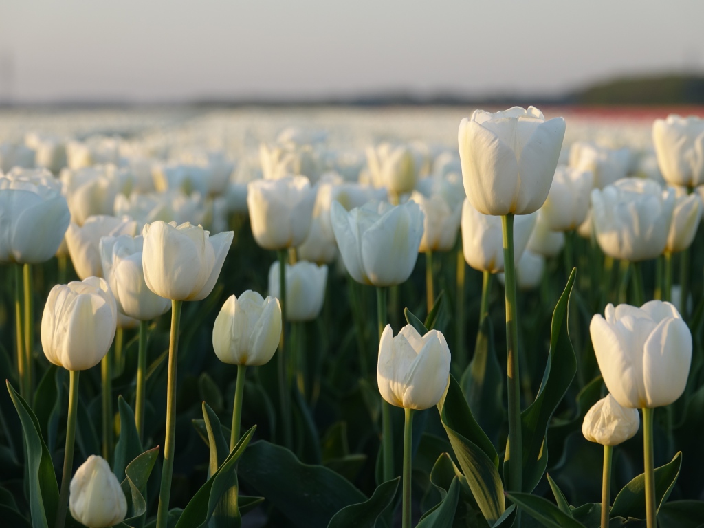Поле белых тюльпанов в Амстердаме 