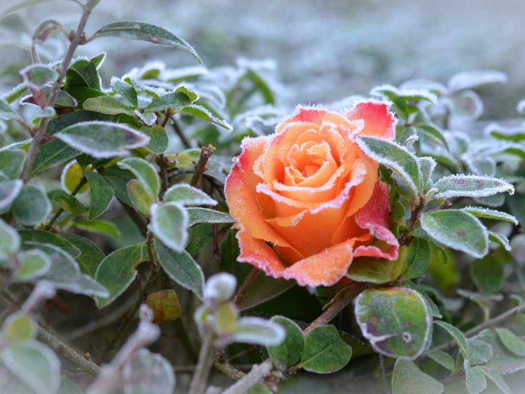 Покрытая инеем оранжевая роза с зелеными листьями
