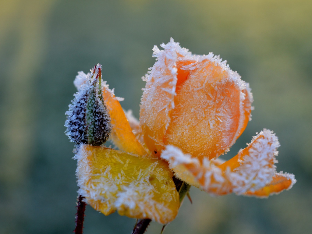 Покрытая инеем желтая роза с бутоном 