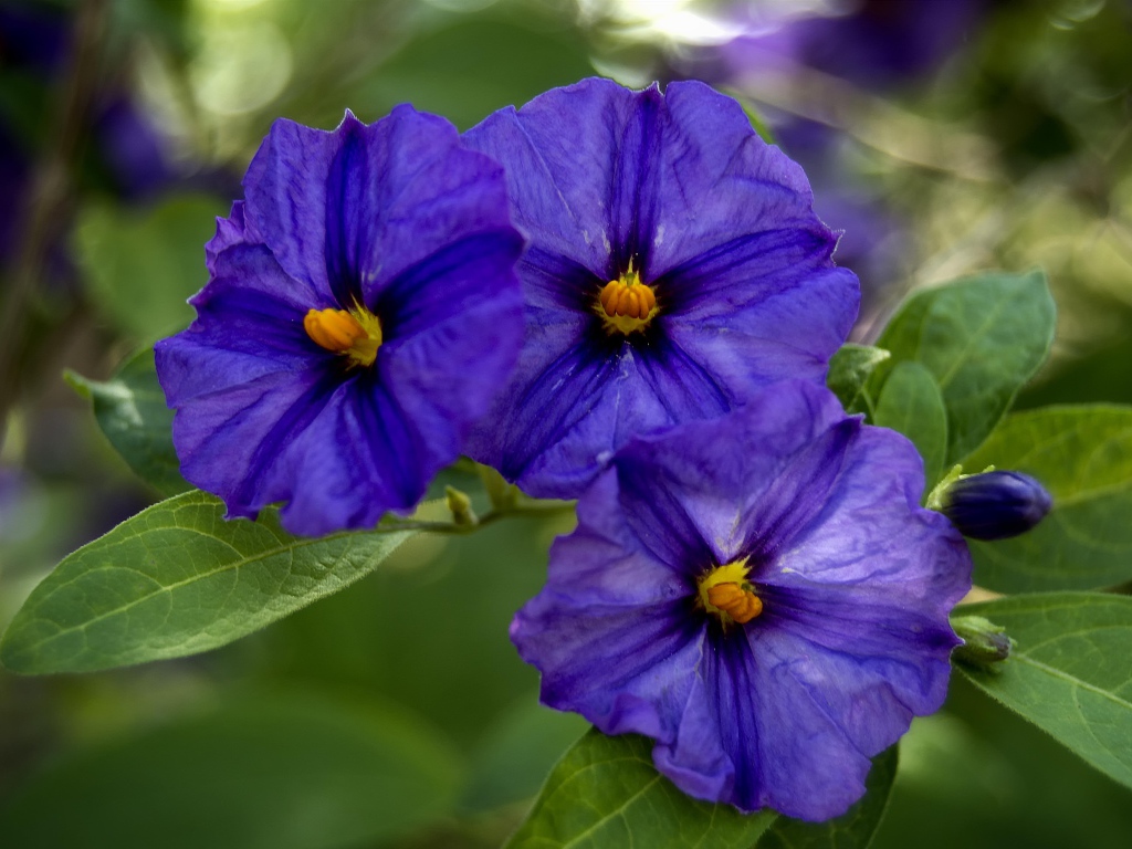 Куст цветов горечавки крупным планом