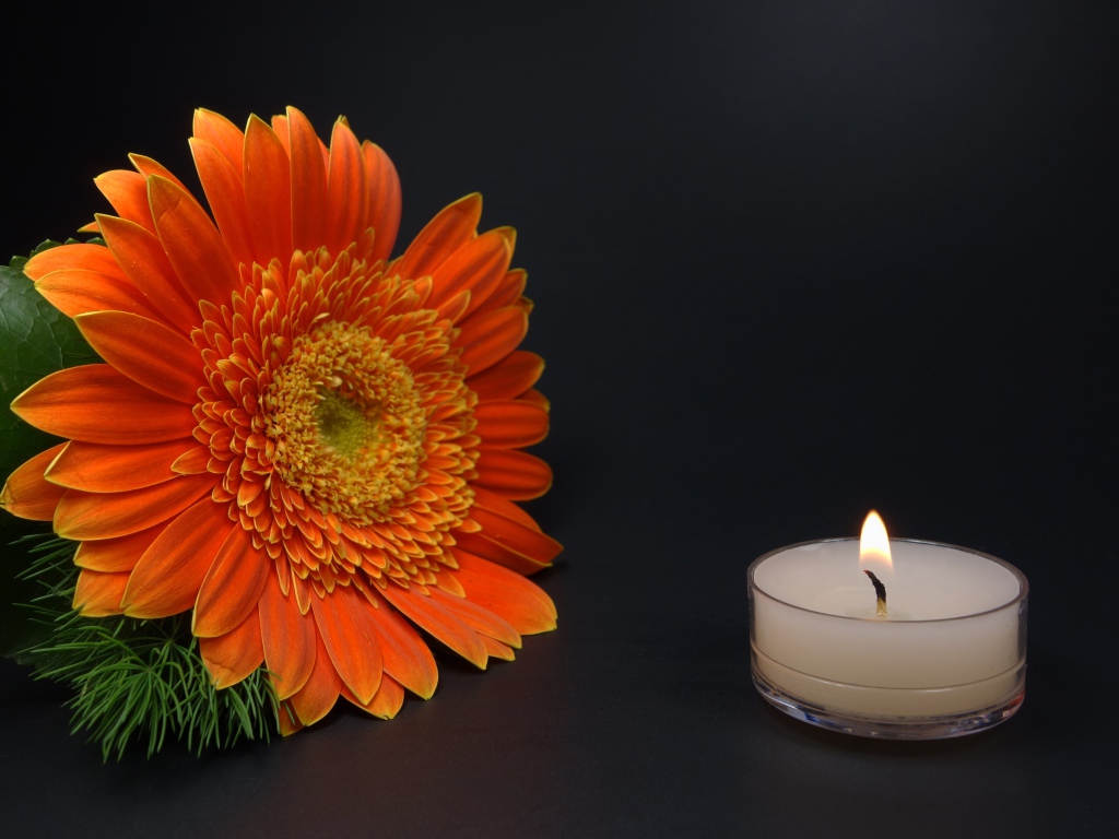 Большой оранжевый цветок герберы с зажженной свечой