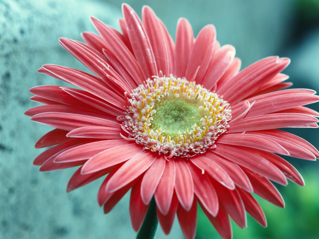 Большой розовый цветок герберы крупным планом 