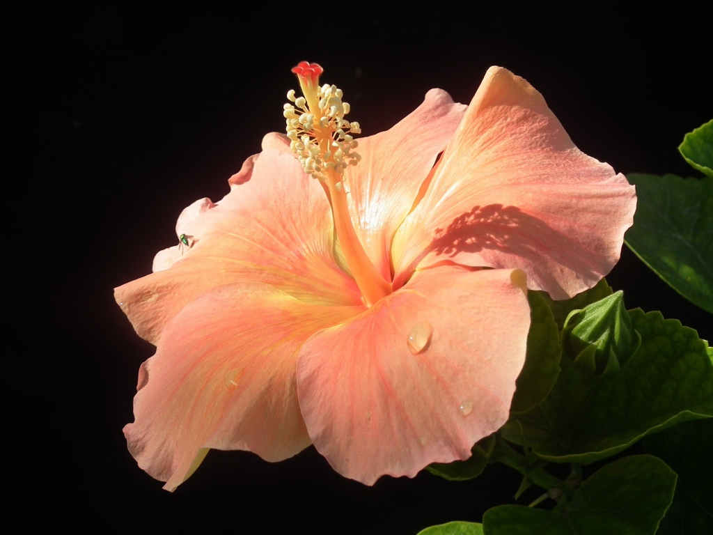 Большой розовый гибискус с бутонами на черном фоне