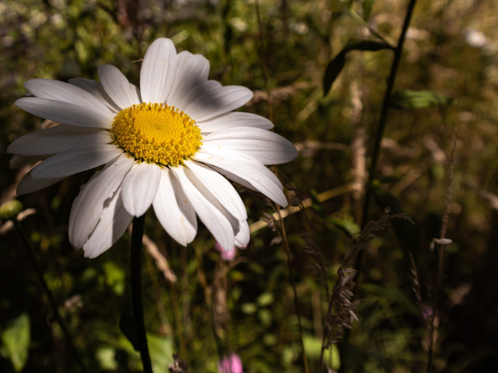 Крупный белый цветок ромашки