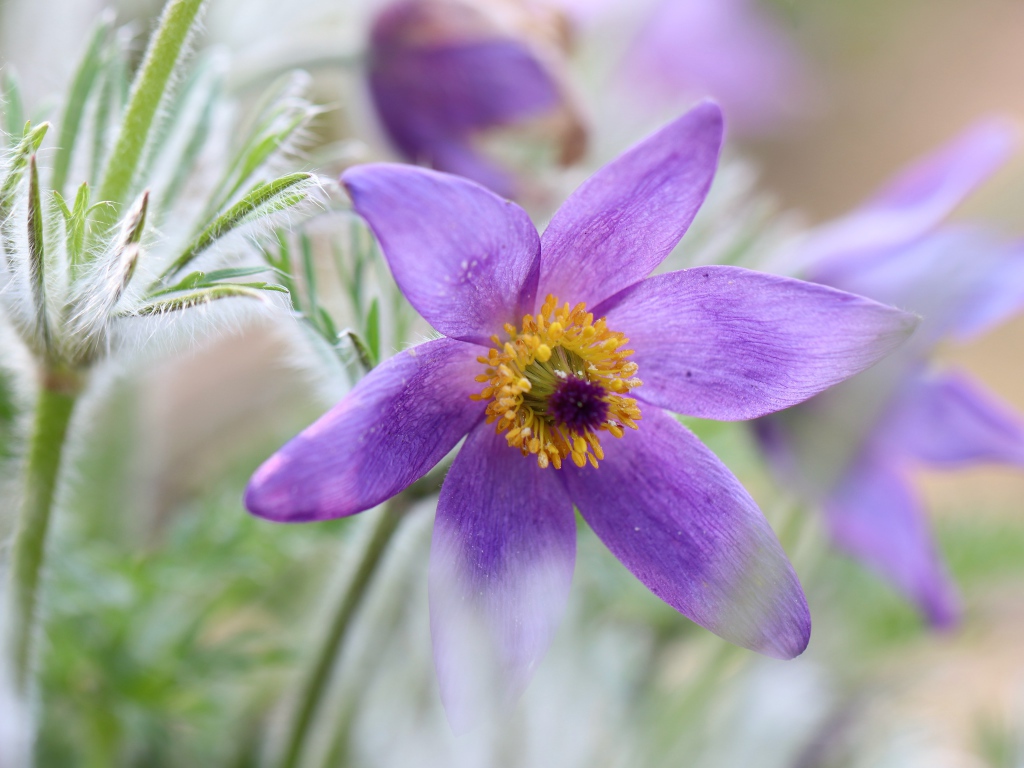 Сиреневый цветок прострел крупным планом 