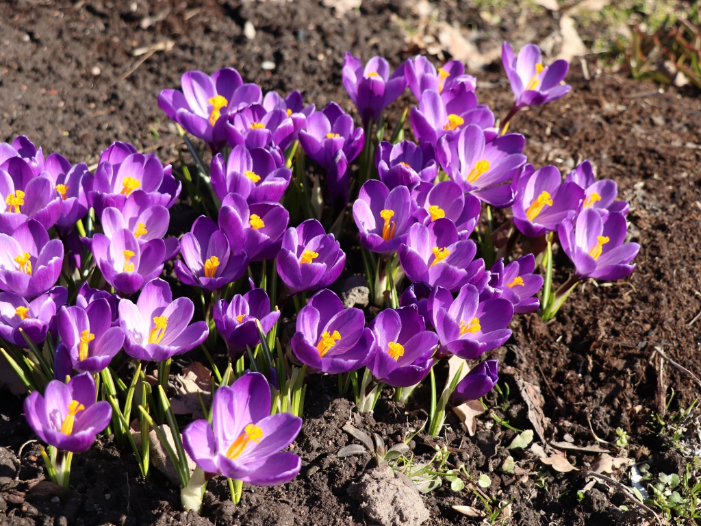Маленькие фиолетовые крокусы на земле весной
