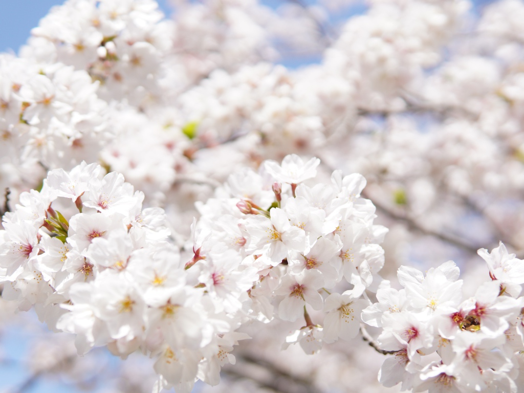 Пышные белые цветы вишни на ветке