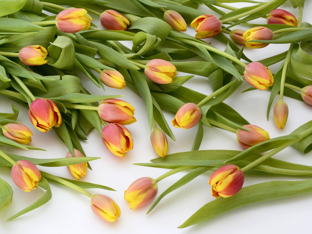 Много оранжевых тюльпанов с зелеными листьями на белом фоне