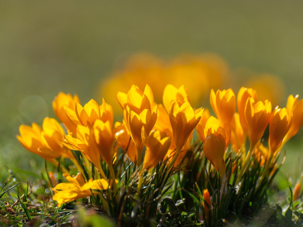 Много маленьких желтых цветов крокуса в лучах солнца