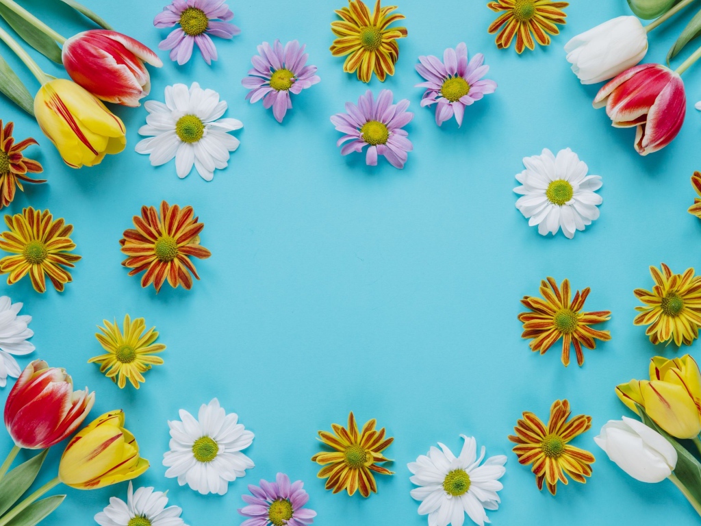Разноцветные хризантемы и тюльпаны на голубом фоне 