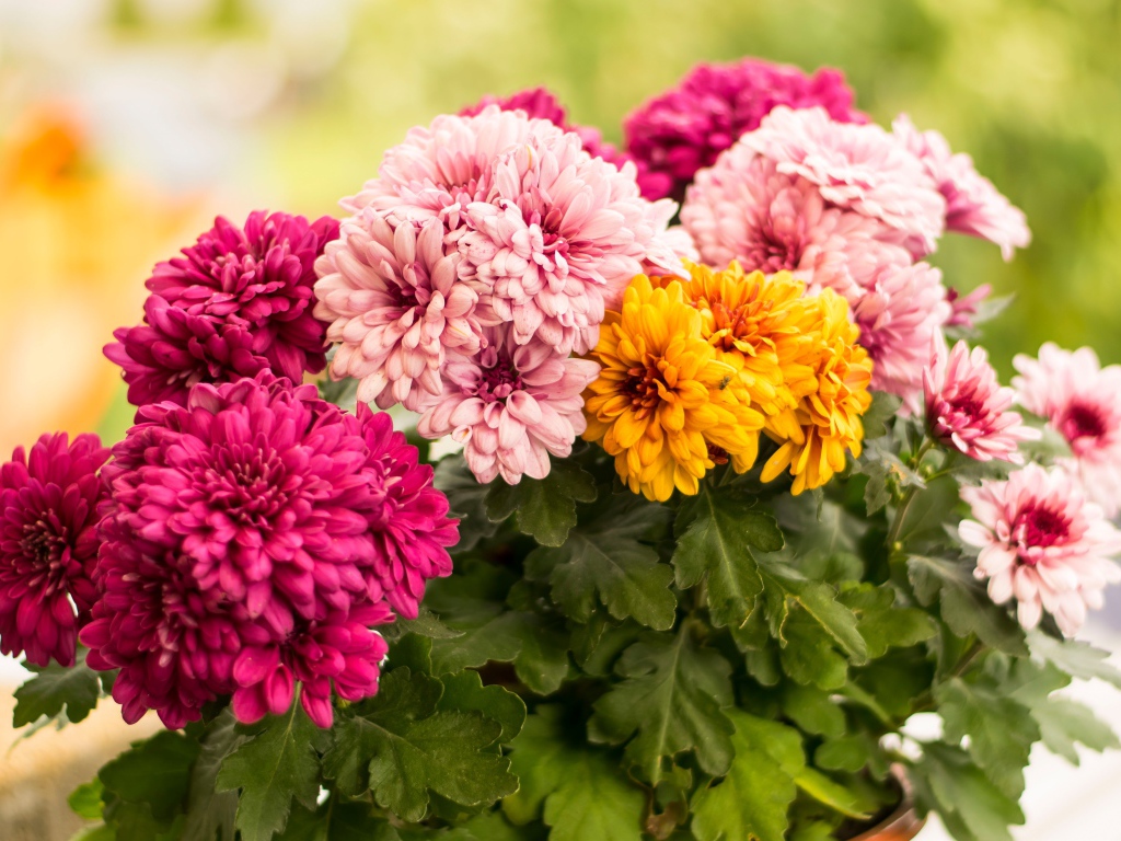 Разноцветные хризантемы крупным планом