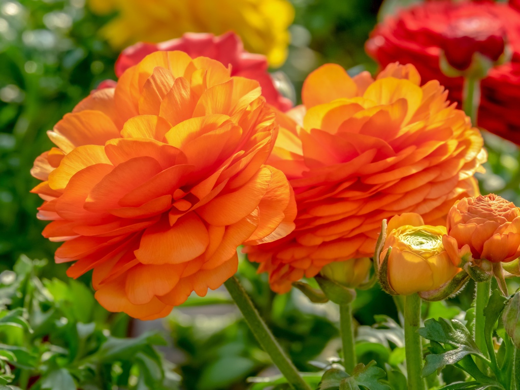 Оранжевые цветы лютика с бутонами на клумбе