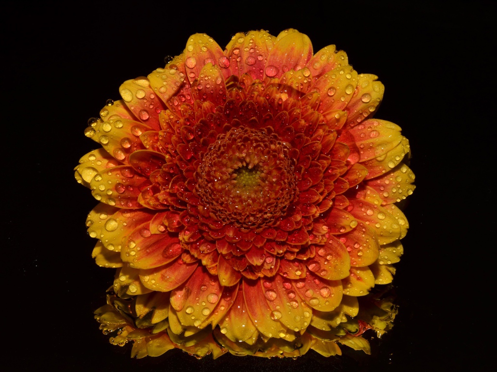 Оранжевый цветок хризантемы в каплях росы на черном фоне