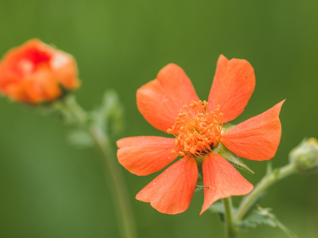 Оранжевый цветок гравилат с бутоном крупным планом