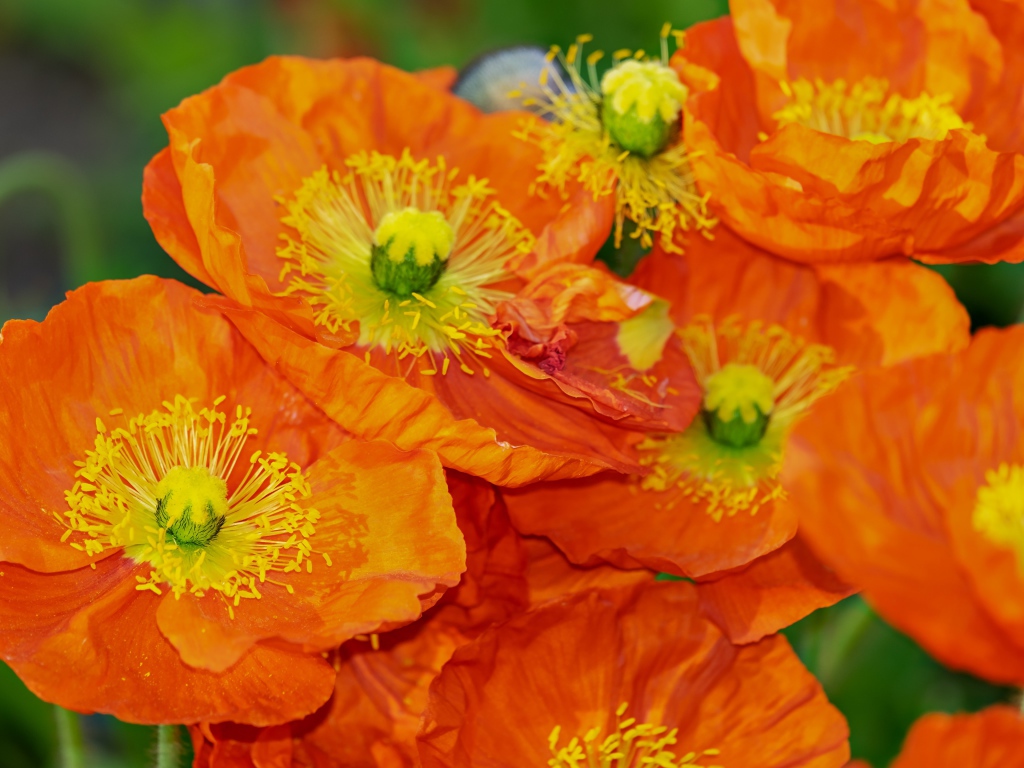 Оранжевые цветы мака крупным планом