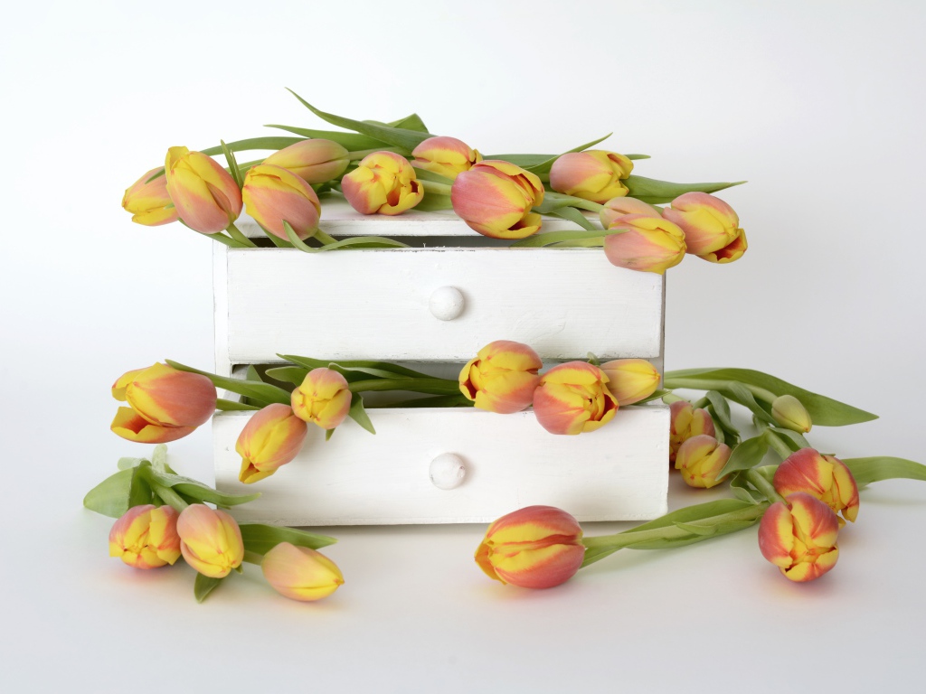 Оранжевые тюльпаны в ящике на фоне белой стены