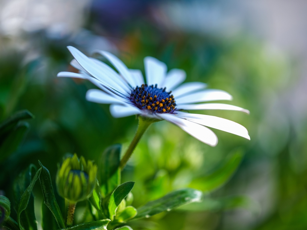 Цветок остеоспермум с бутонами крупным планом