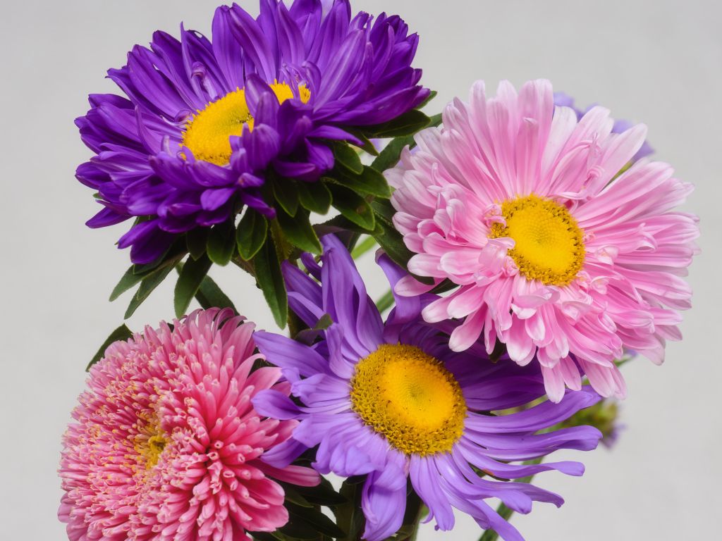 Розовые и сиреневые астры на сером фоне