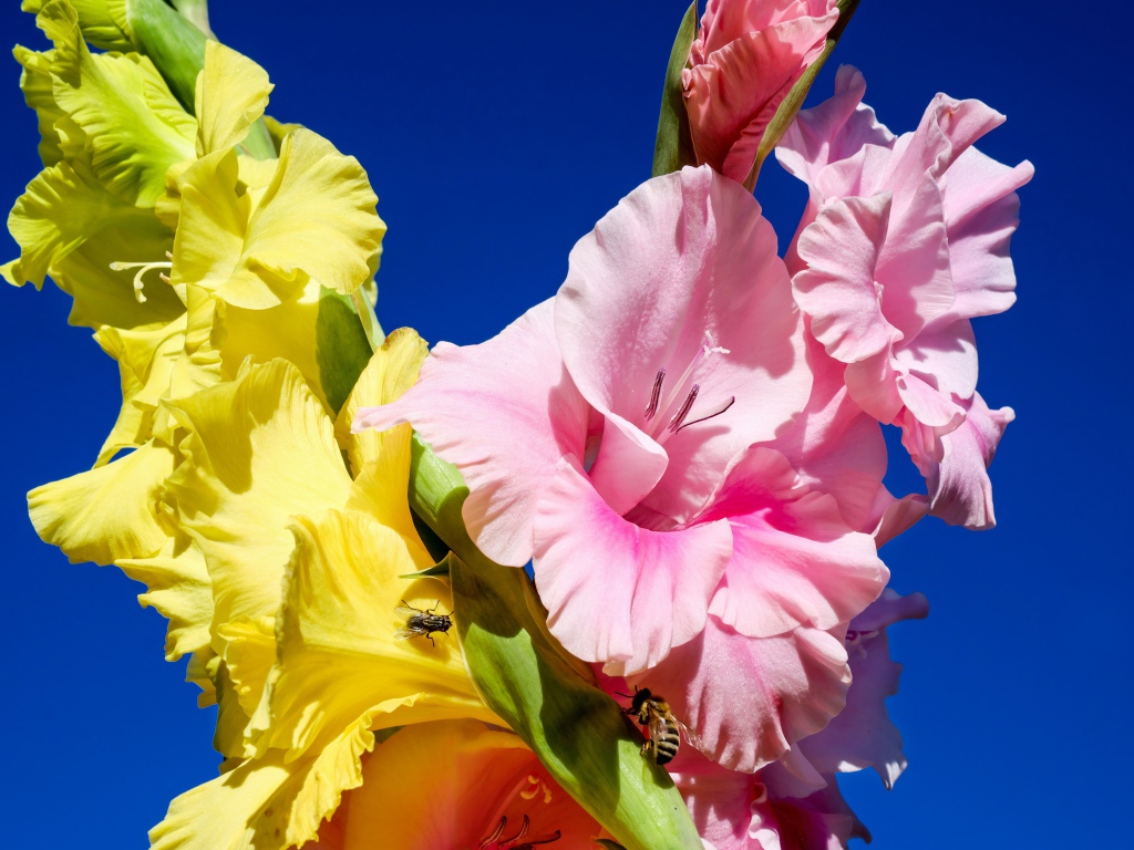 Розовые и желтые цветы гладиолуса на фоне неба
