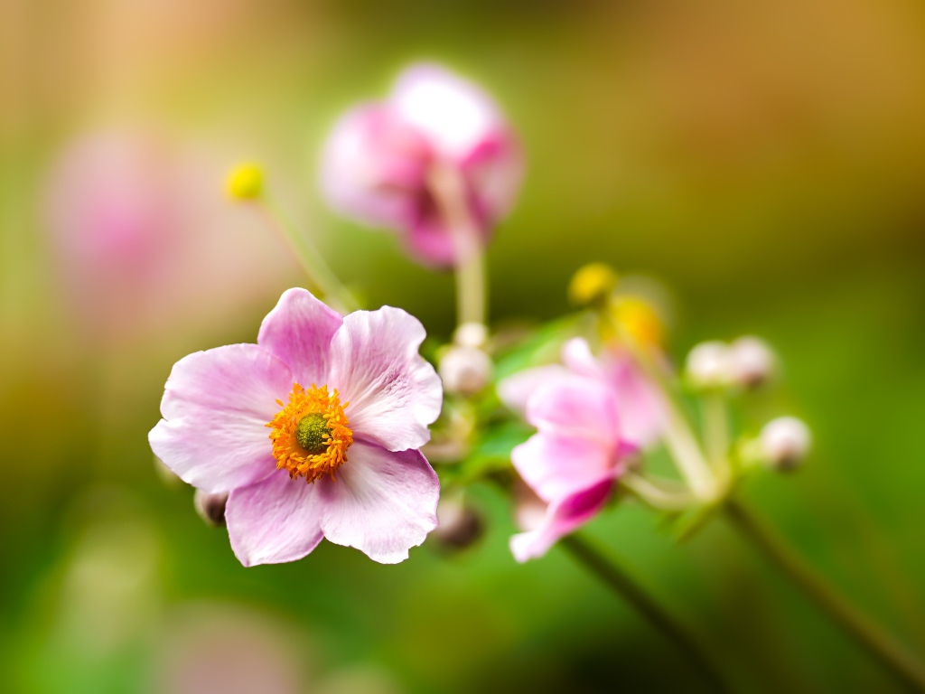 Розовые цветы анемоны с бутонами крупным планом