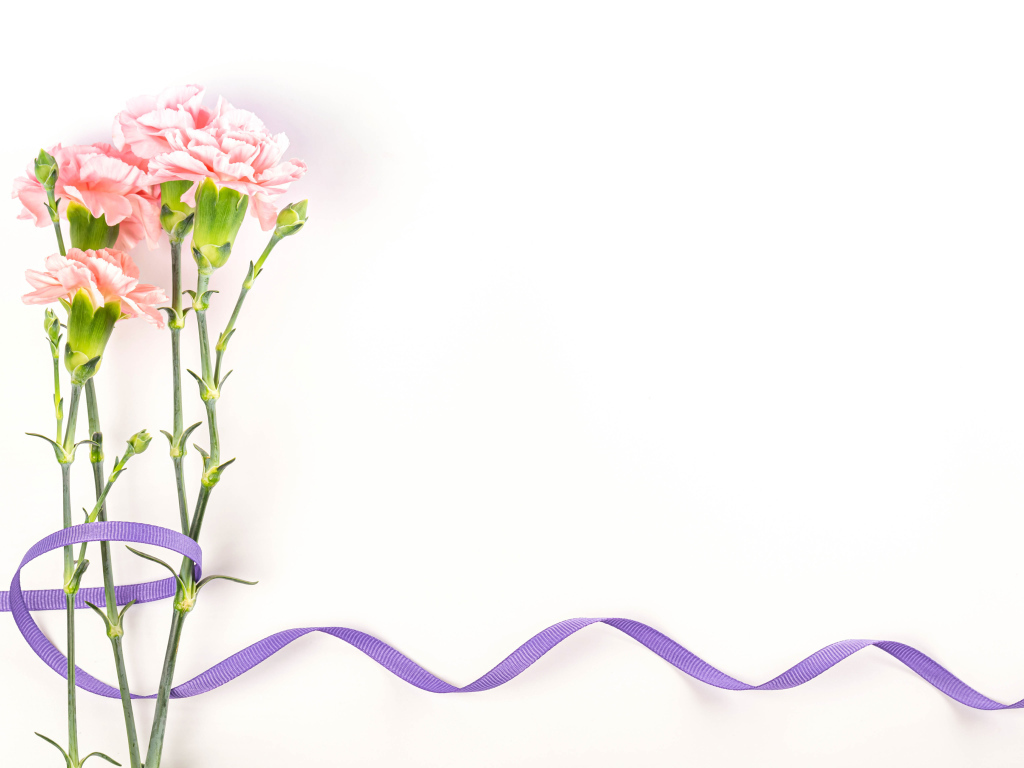 Розовые гвоздики с ленточкой на белом фоне