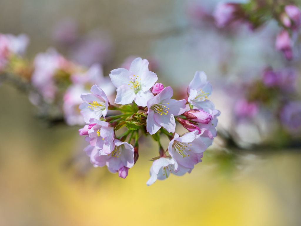 Розовые цветы черешни на ветке дерева