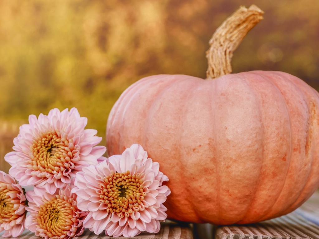 Розовые цветы хризантемы с тыквой 