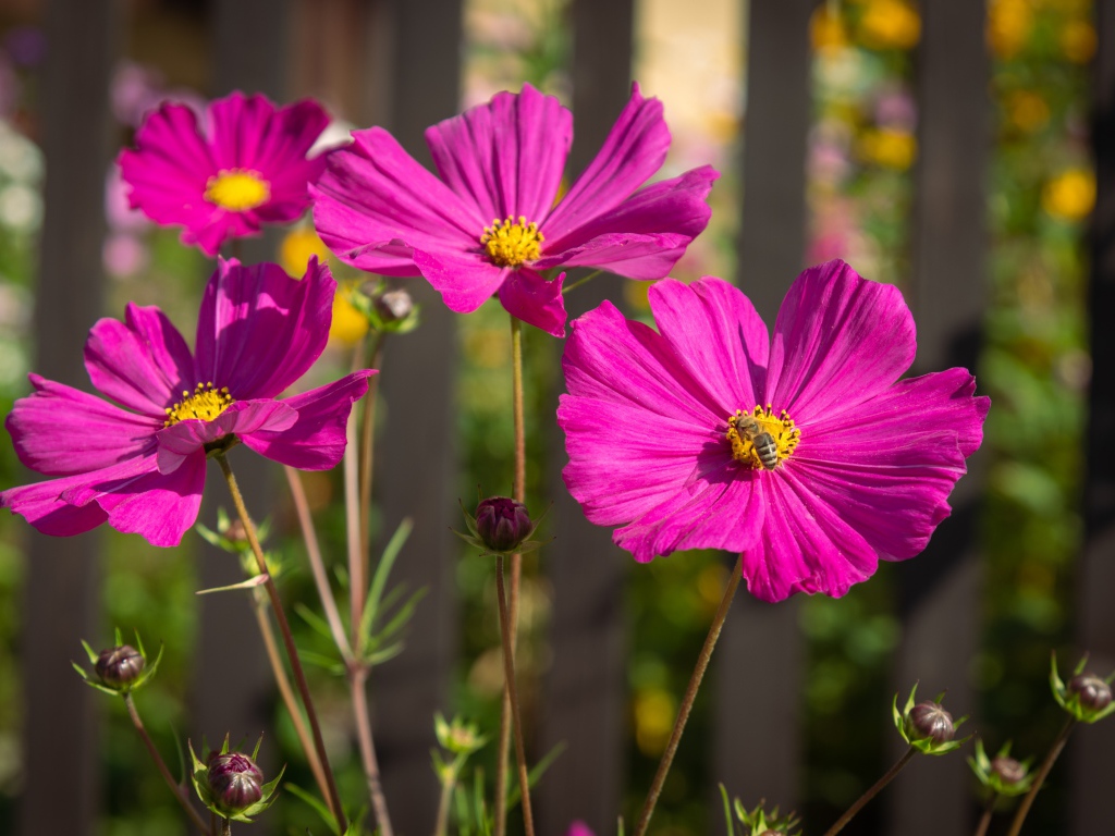 Розовые цветы космеи с бутонами на клумбе
