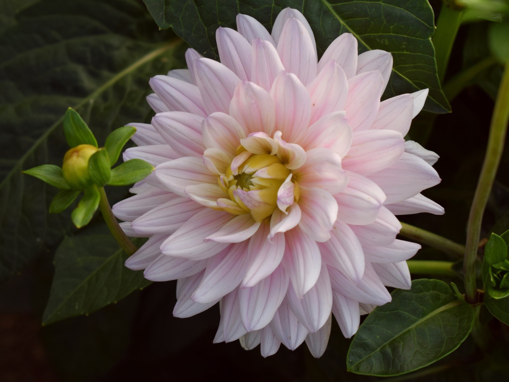 Розовый цветок георгина  зелеными листьями 