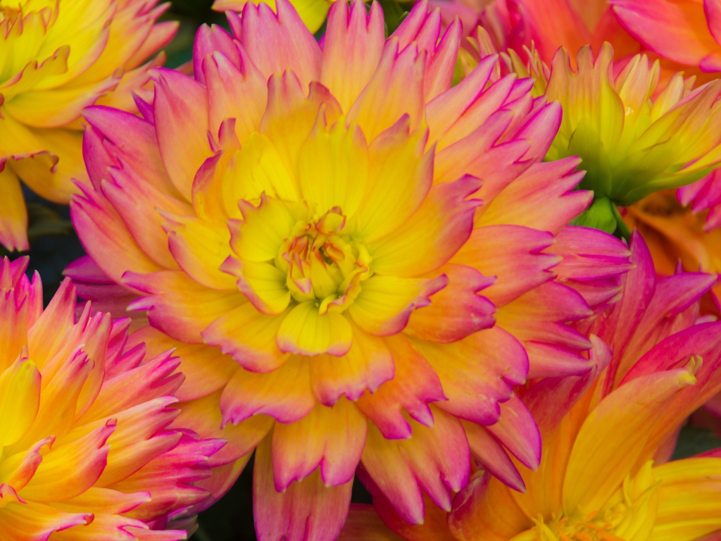 Розовые цветы георгина с желтой серединкой