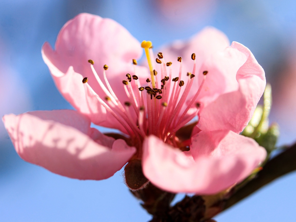 Розовый нежный цветок на ветке персика