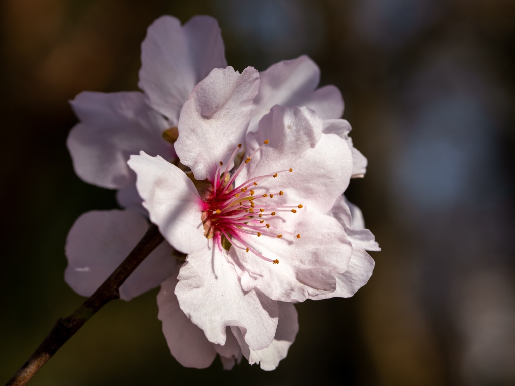 Розовый цветок персика крупным планом
