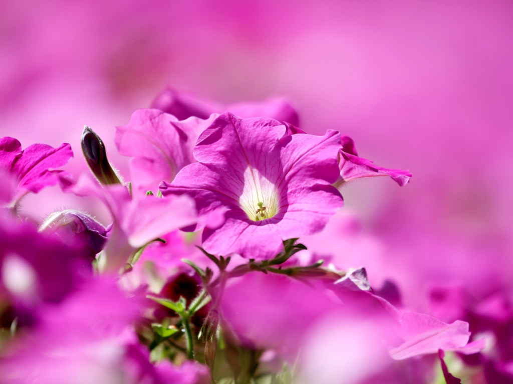 Розовые цветы петуния крупным планом 