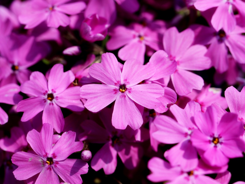 Розовые цветы флоксы крупным планом в лучах солнца 