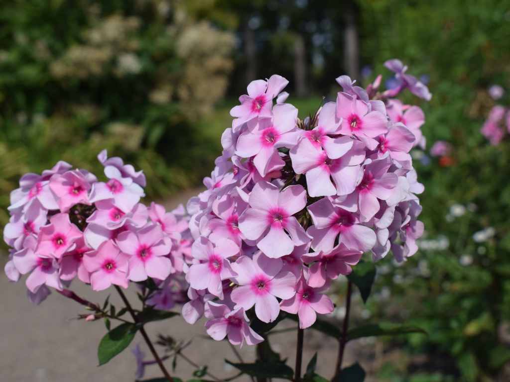 Розовые цветы флоксы на клумбе крупным планом