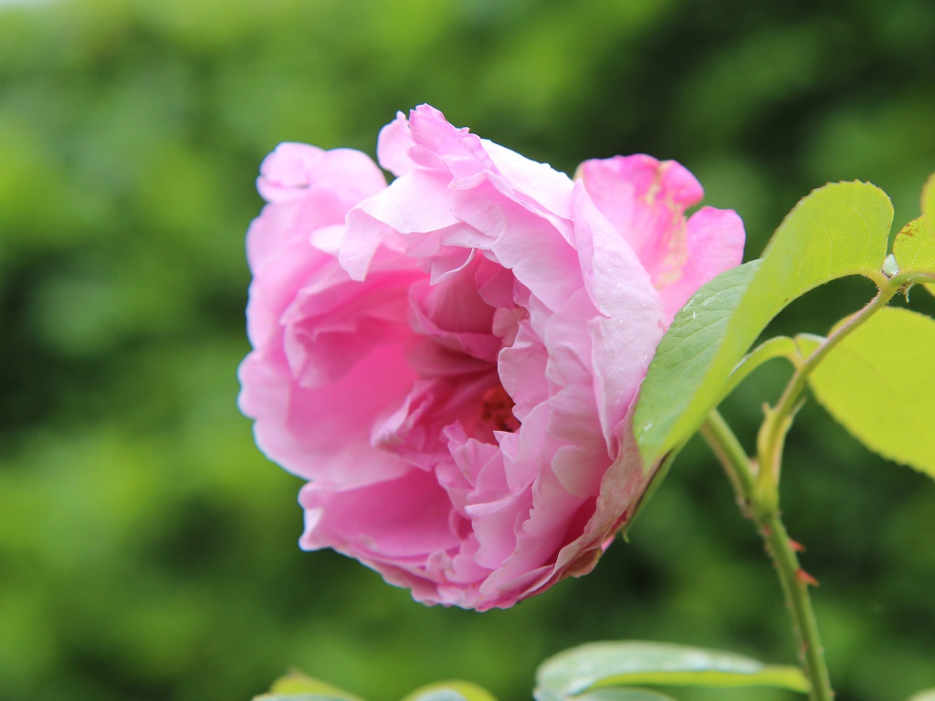 Розовая роза на колючей ветке в саду 