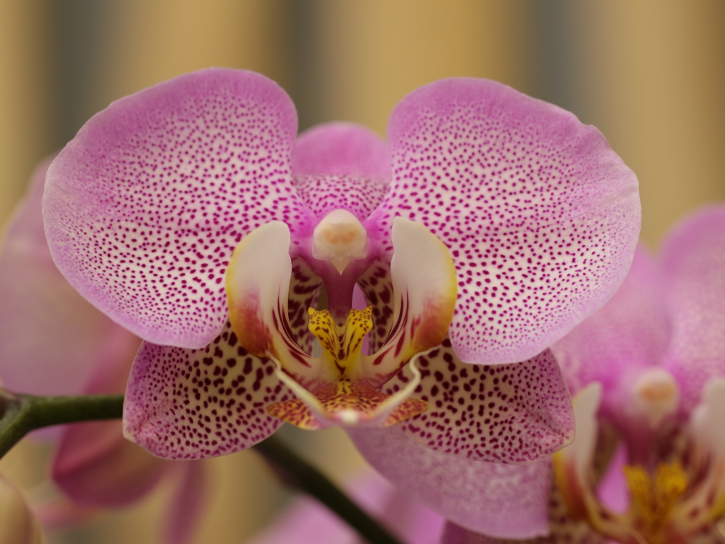 Розовый пятнистый цветок орхидеи крупным планом 