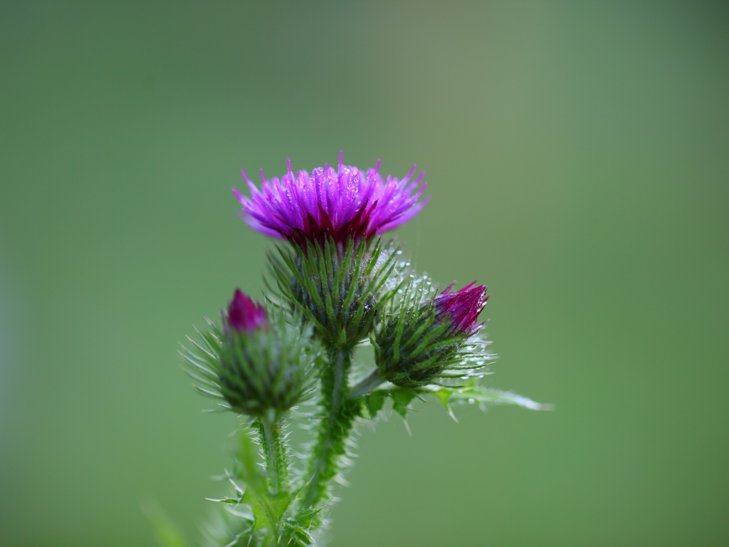 Розовый цветок чертополоха с бутонами на зеленом фоне