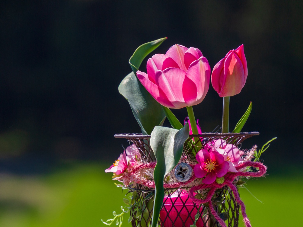 Розовые тюльпаны в железной корзинке крупным планом