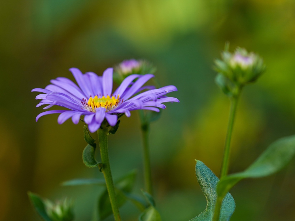 Фиолетовый цветок астры с бутонами 