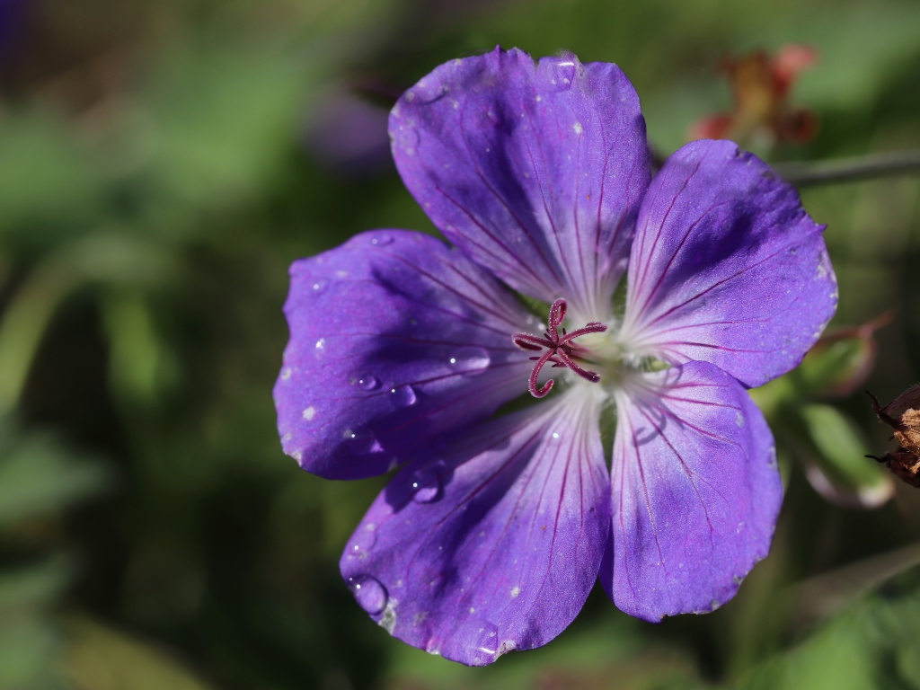Фиолетовый  красивый цветок герани крупным планом