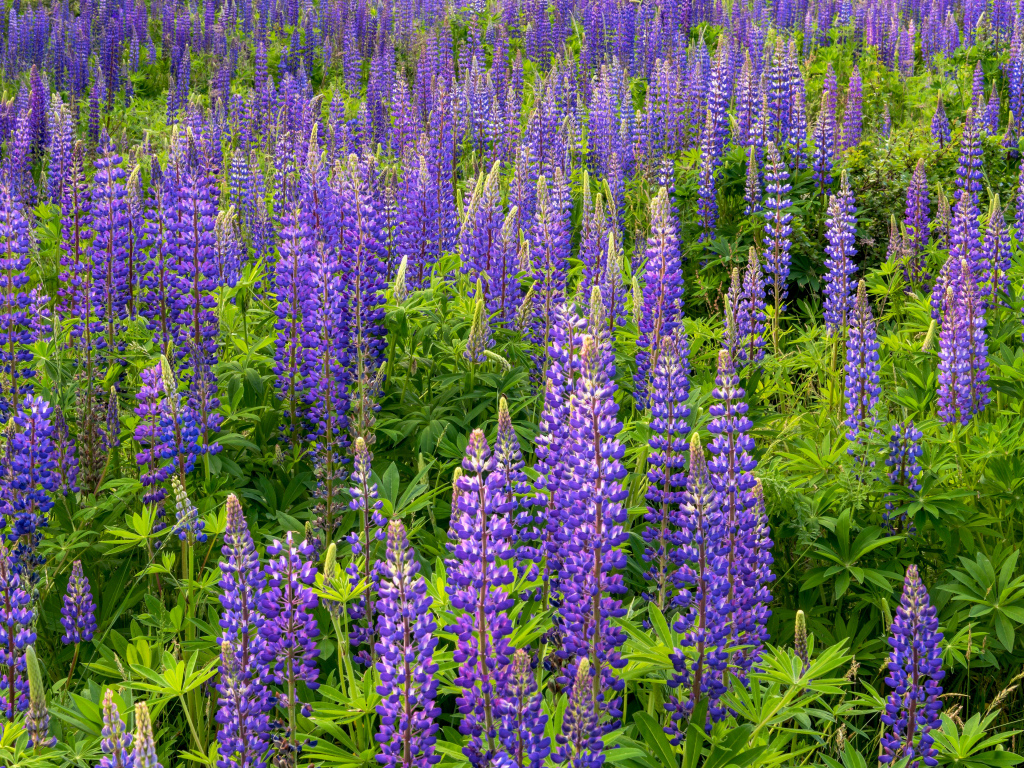 Фиолетовые цветы люпина с зелеными листьями на поле 